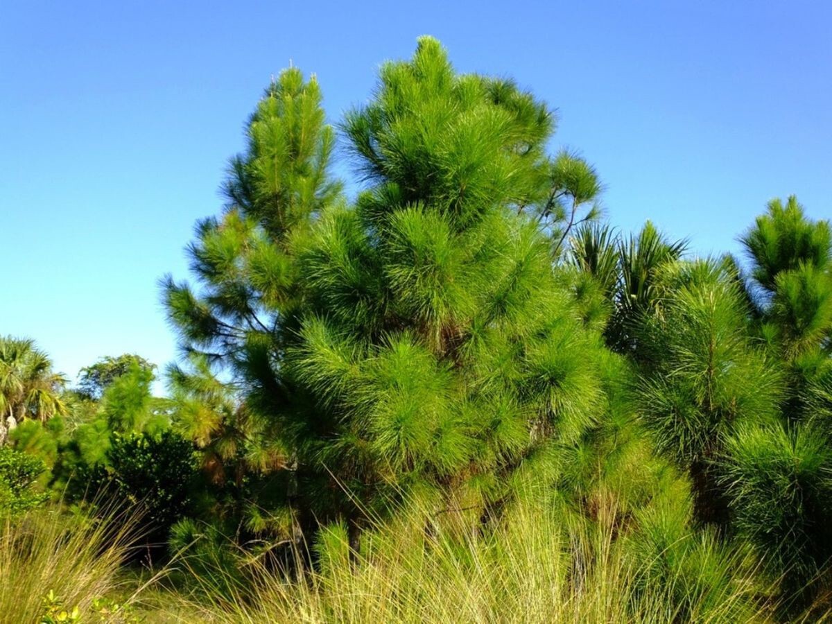Slash Pine Tree | Premium Seeds | Pinus elliottii | Plants’®
