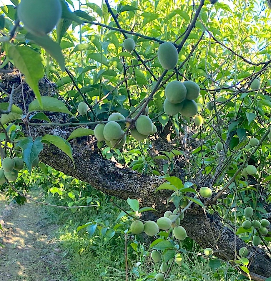 10 seeds Ume Maesil Prunus Mume Non GMO Organic non stratified Ume-Shu Ume-boshi