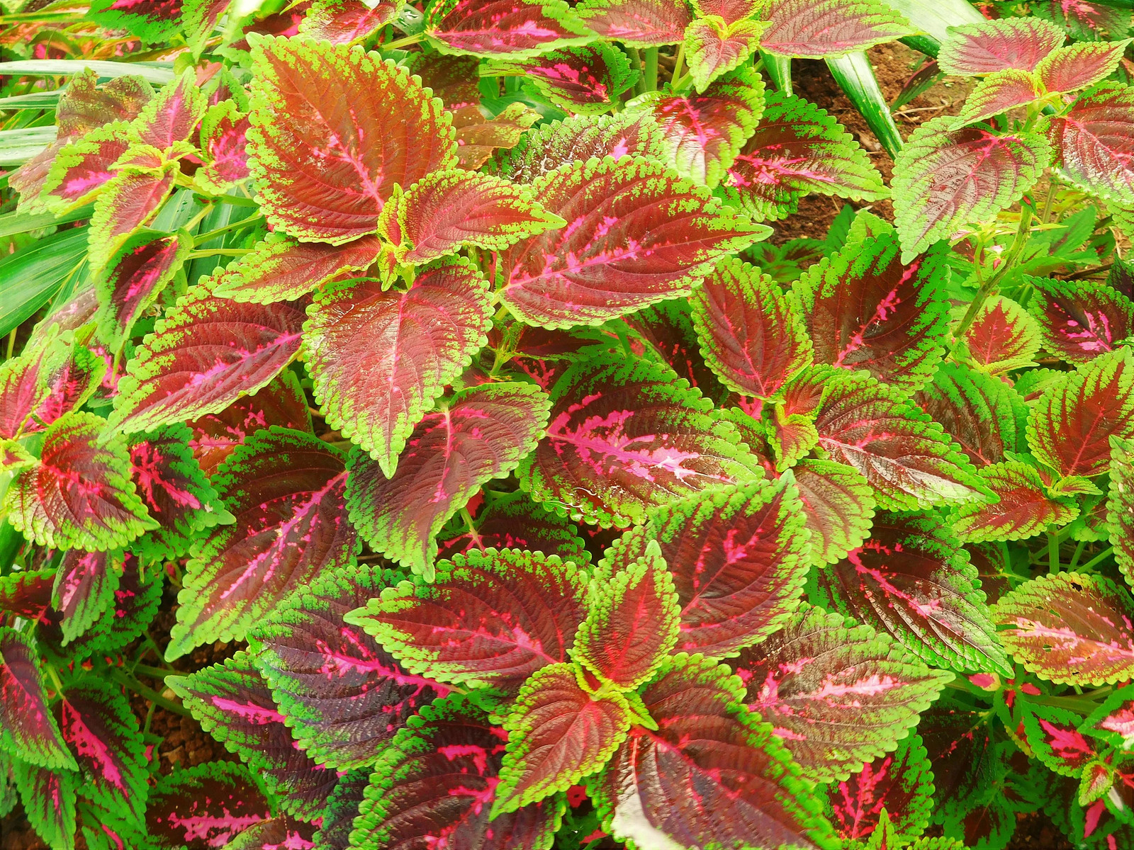 Rainbow Mix Coleus Seeds | Annual Tropical Houseplant Leaf Shade Plant Seed 2025