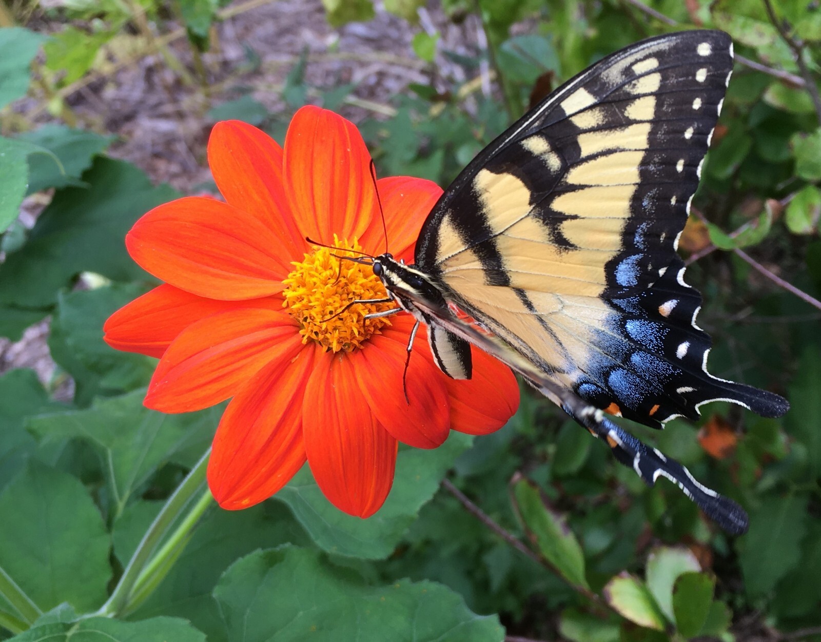 40+ seeds Mexican Sunflower / Tithonia -organic crop of 2024 / Free Shipping