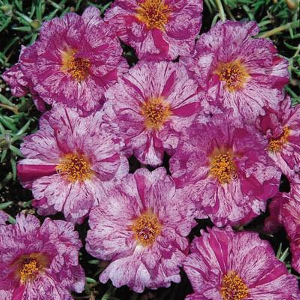 Portulaca Happy Hour Peppermint – 15 Pelleted Seeds – Moss Rose – Reseeds