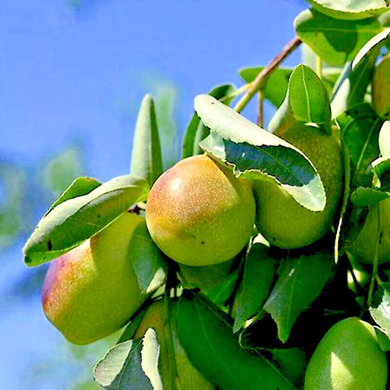 JOJOBA TREE SEEDS (Simmondsia chinensis) Medicinal Fruit Oil Goat Nut Plant RARE