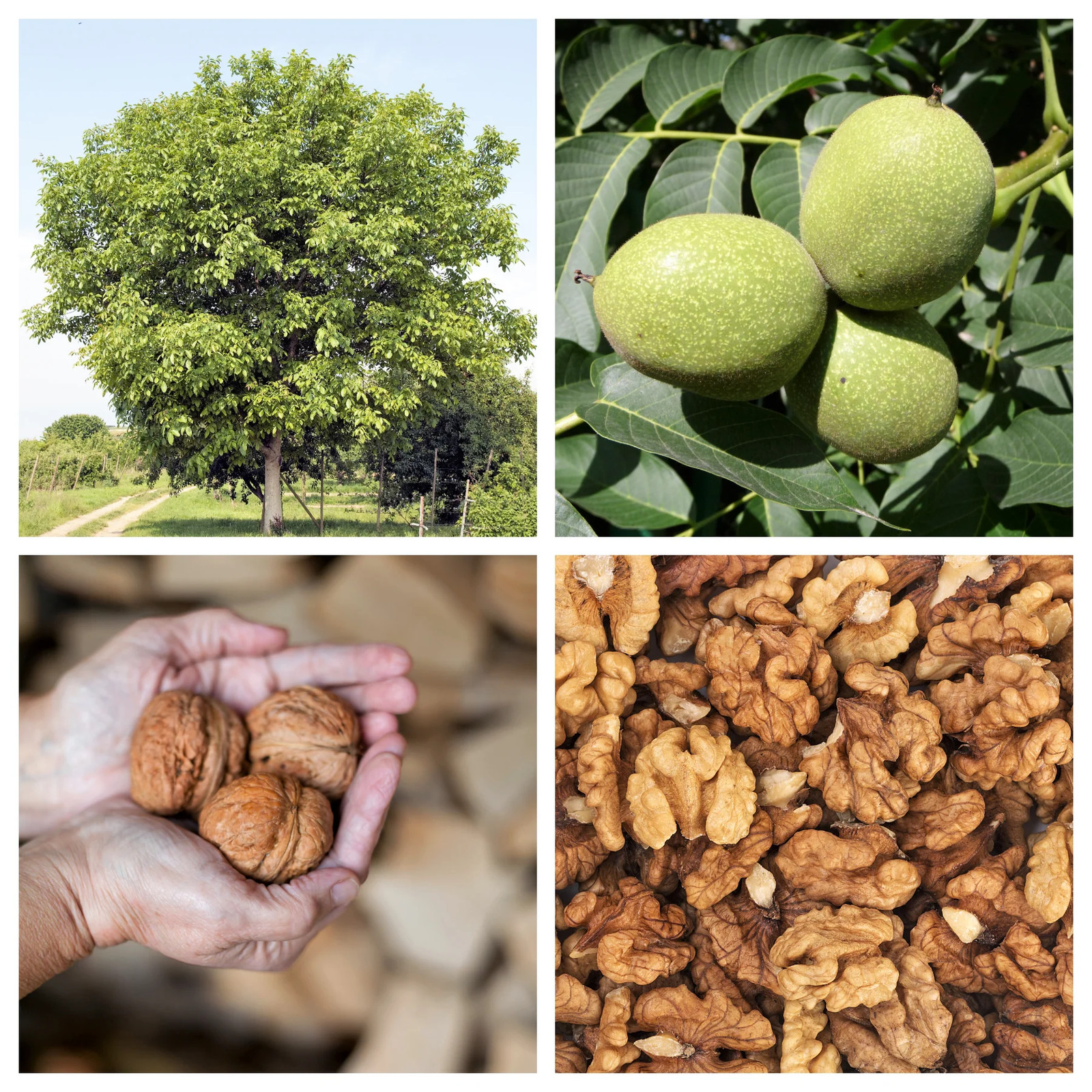 5 ENGLISH WALNUT Common Hardy Carpathian Nut Fruit Tree Juglans Regia Seeds