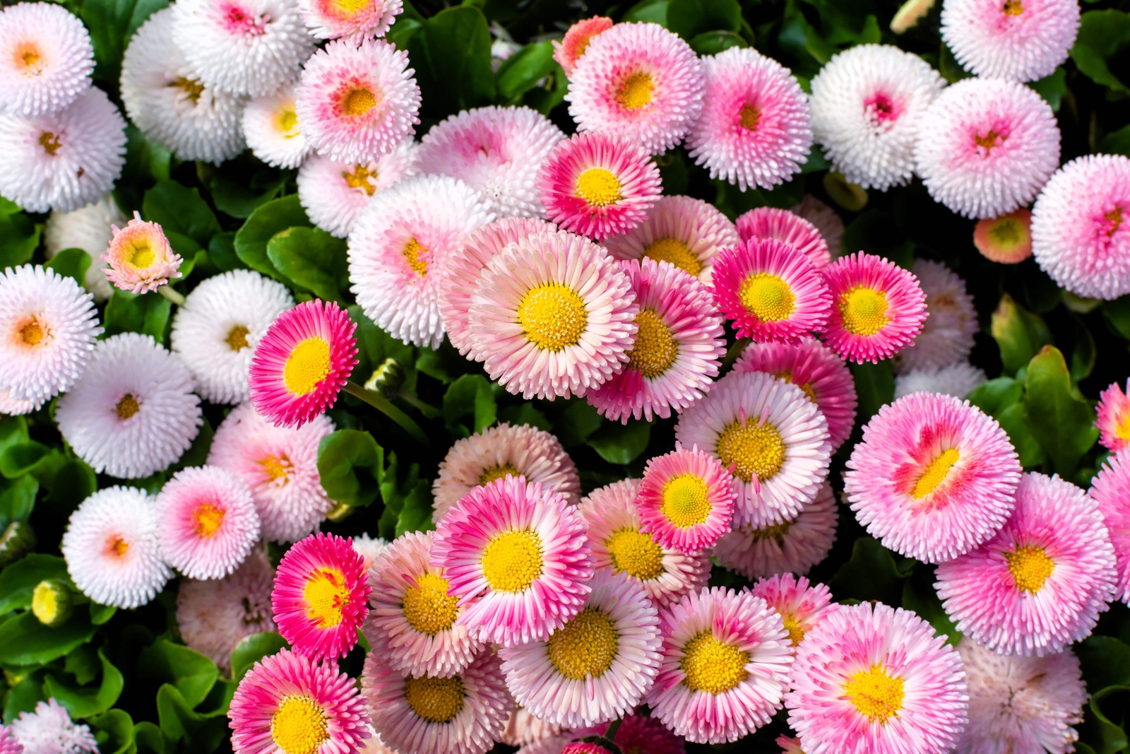 100 MIXED Colors ENGLISH DAISY Bellis Perennis Flower Seeds