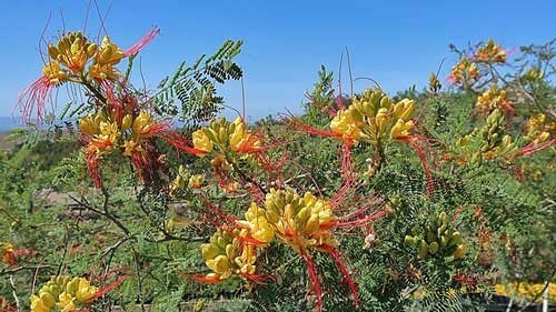 Caesalpinia gilliesii | Desert Bird of Paradise | 5 Seeds