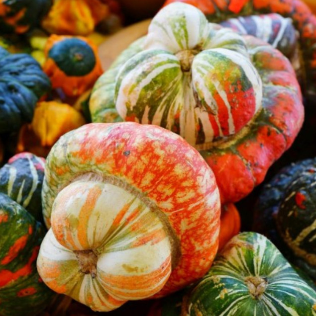 Gourd TURK’S TURBAN Heirloom Huge Decorative Edible Non-GMO USA 12 Seeds!