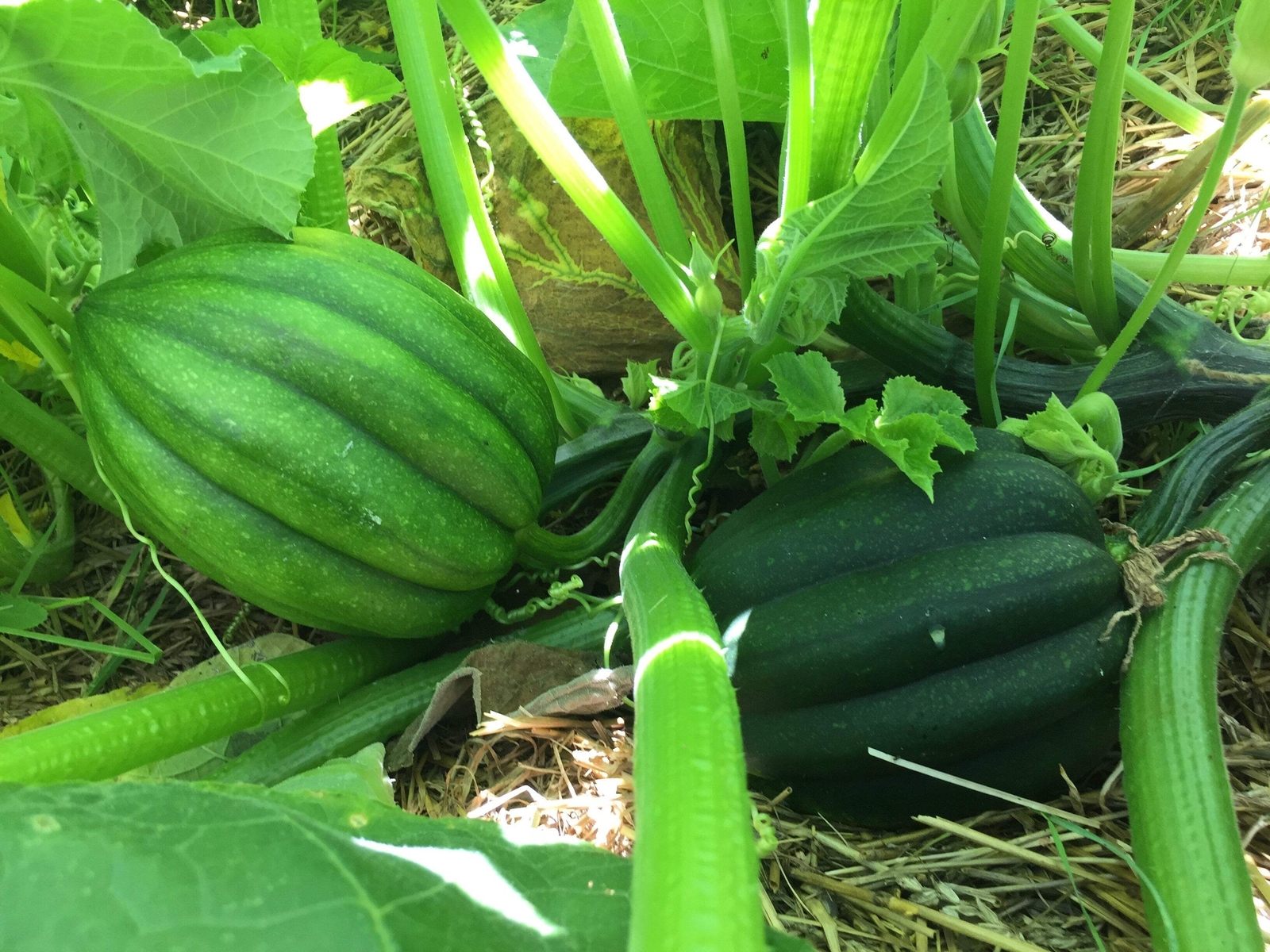 50 TABLE KING ACORN SQUASH Winter or Summer Cucurbita Maxima Vegetable Seeds