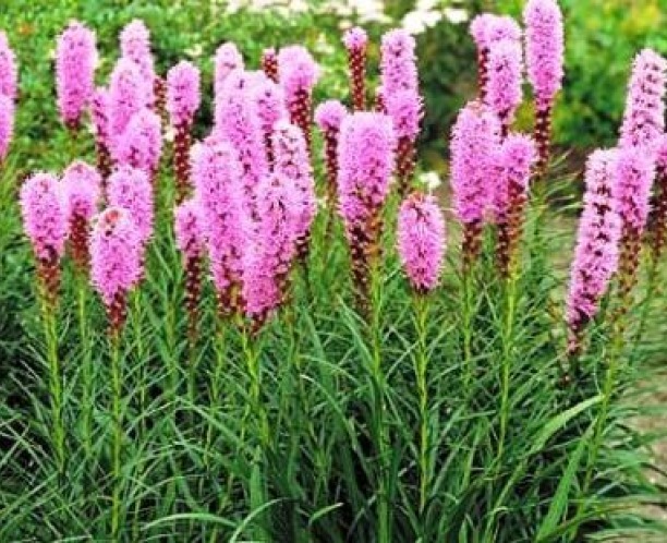GAYFEATHER BLAZING STAR FLOWER SEEDS FREE SHIPPING 25 FRESH SEEDS