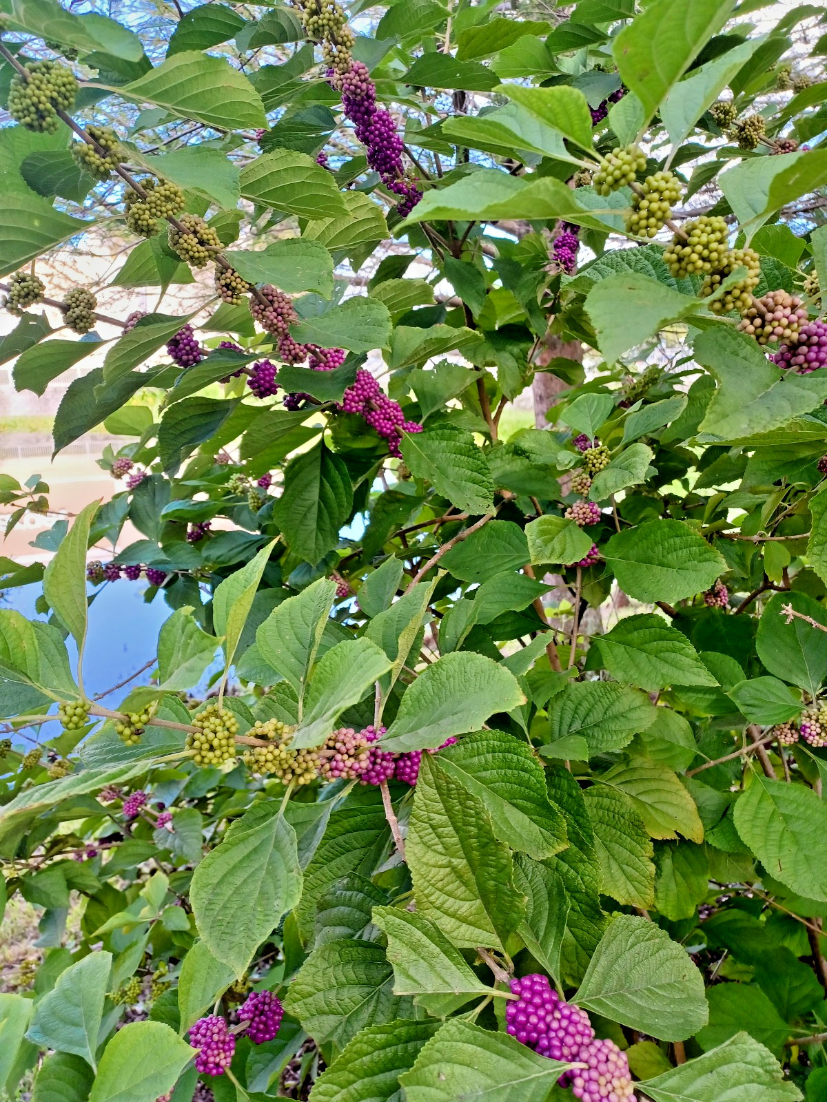 75 American Beautyberry Seeds, Callicarpa americana (Gathered 2025)