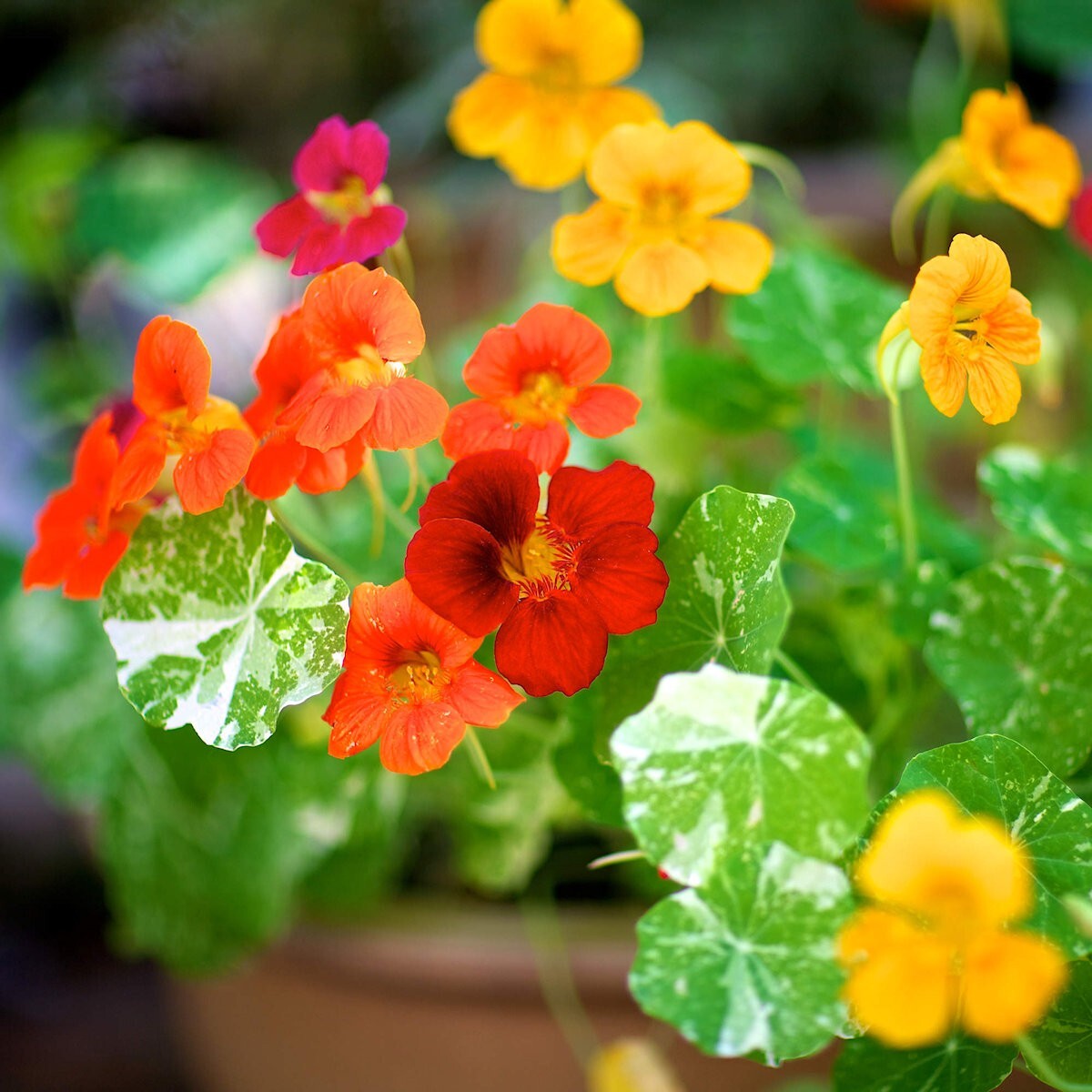 1/4 Lb Alaska Mixed Nasturtium Wildflower Seeds – Everwilde Farms Mylar Packet