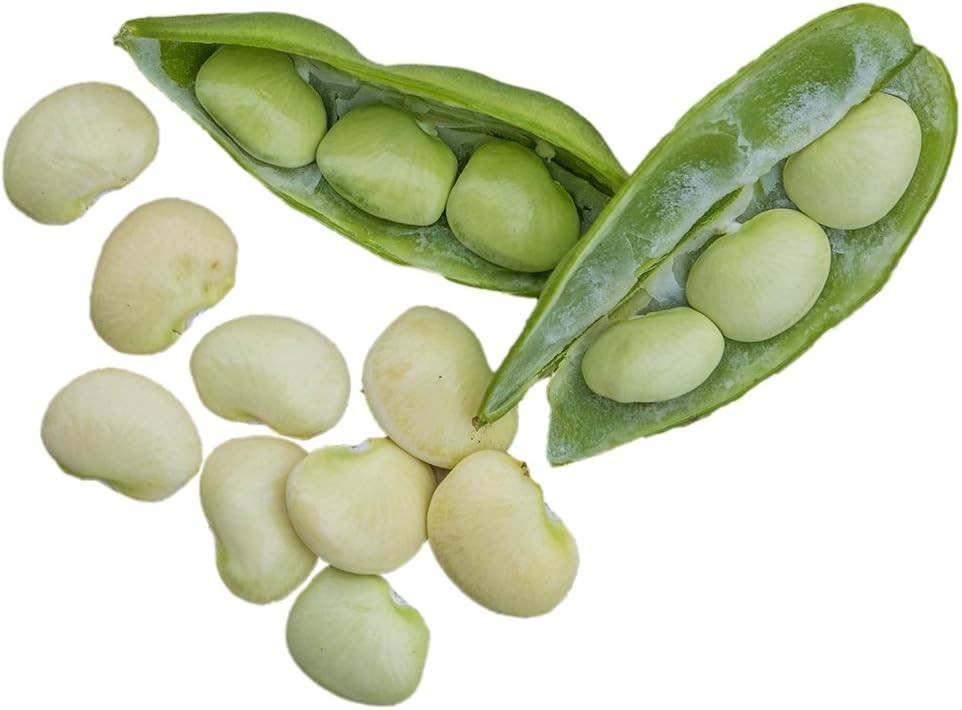Fordhook bush lima bean seeds One Pound ~FREE SHIPPING~