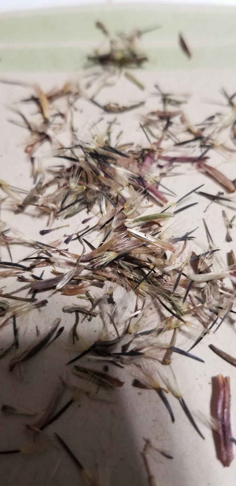 Semilla De Pipicha 75+ seeds Ships From USA