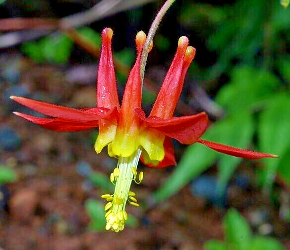 WESTERN RED COLUMBINE, 201 SEEDS, AQUILEGIA FORMOSA, SITKA COLUMBINE USA, NO GMO