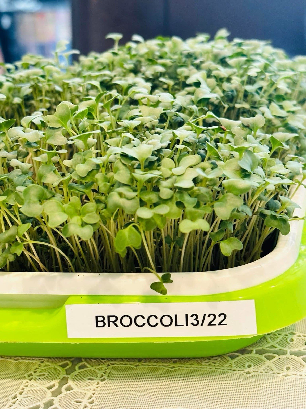 Organic Non-GMO Broccoli Seeds Sprouting Sprouts Microgreens of Pure*NEW*