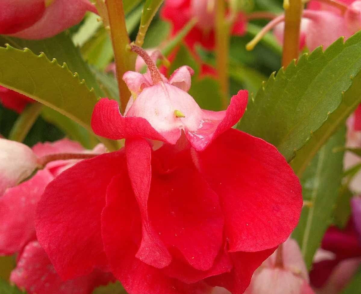 250 Balsam Flower Seeds, ‘Camellia Flowered Mix’, Impatiens balsamina