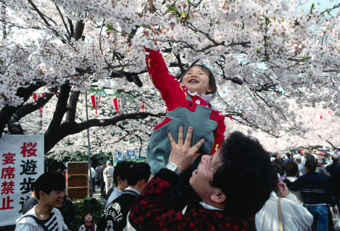 1-1000 PCS White Japanese Flowering Cherry Tree Seeds Hill Prunus Serrulata 0146