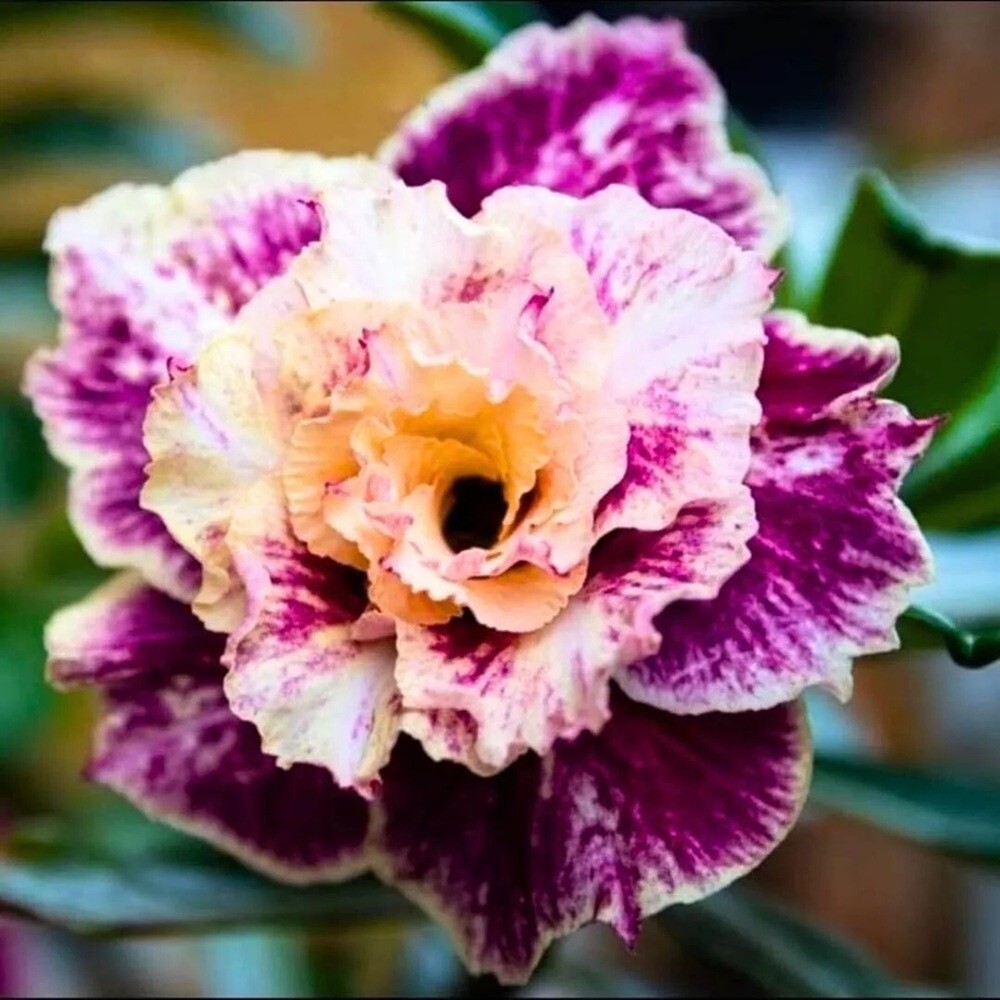 4 Purple Cream Desert Rose Seeds Adenium Obesum Flower Perennial Seed US SELLER