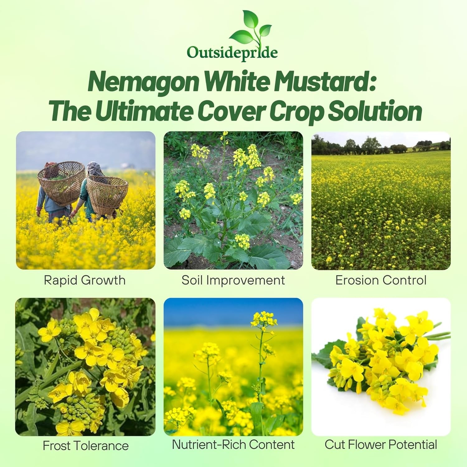 5 LBS White Mustard Seeds For Cover Crops