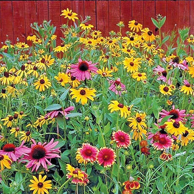 2000+POLLINATOR MIX Seeds 17 Native Wildflowers Annual Perennial Garden Easy