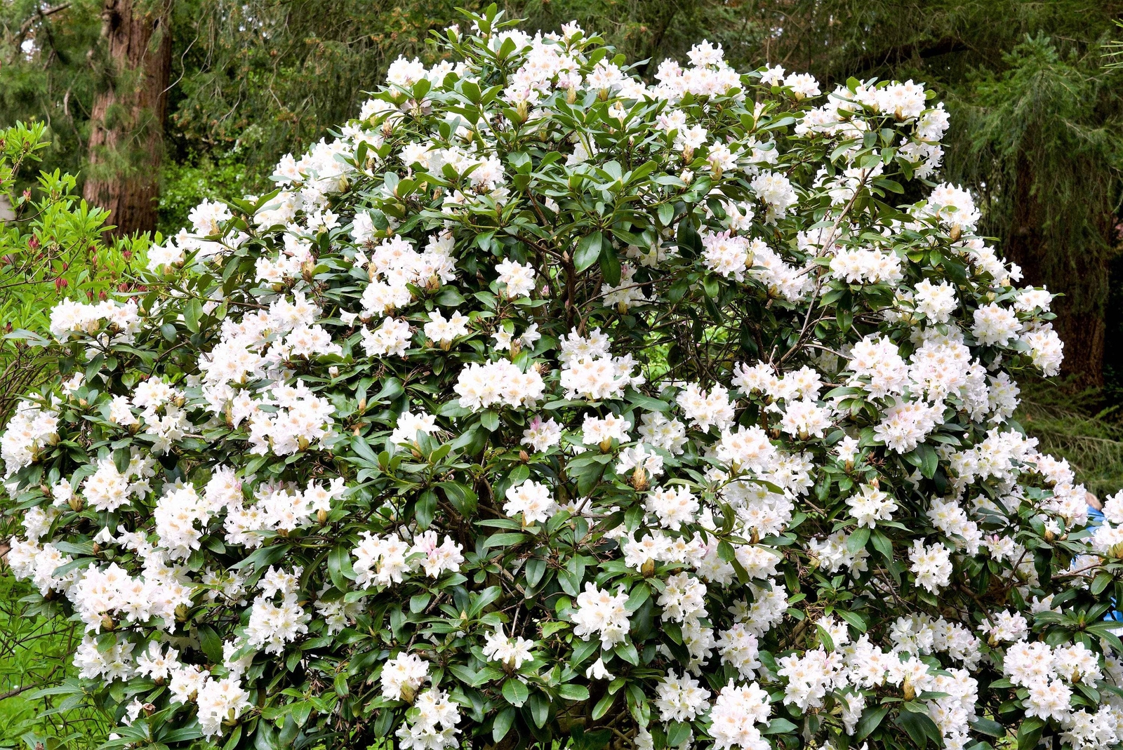 50 MIXED HYBRIDS RHODODENDRON spp Mixed Colors Flower Sun Shade Bush Shrub Seeds