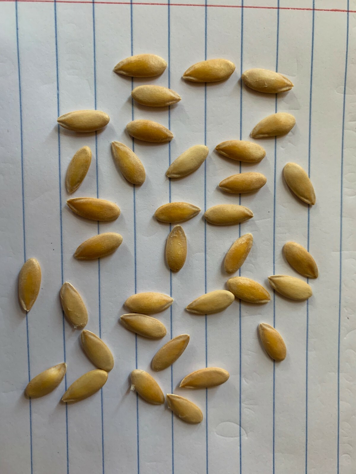 30 ORGANIC CANARY GOLDEN MELON SEEDS FRESH HARVEST IN 2020, BIG
