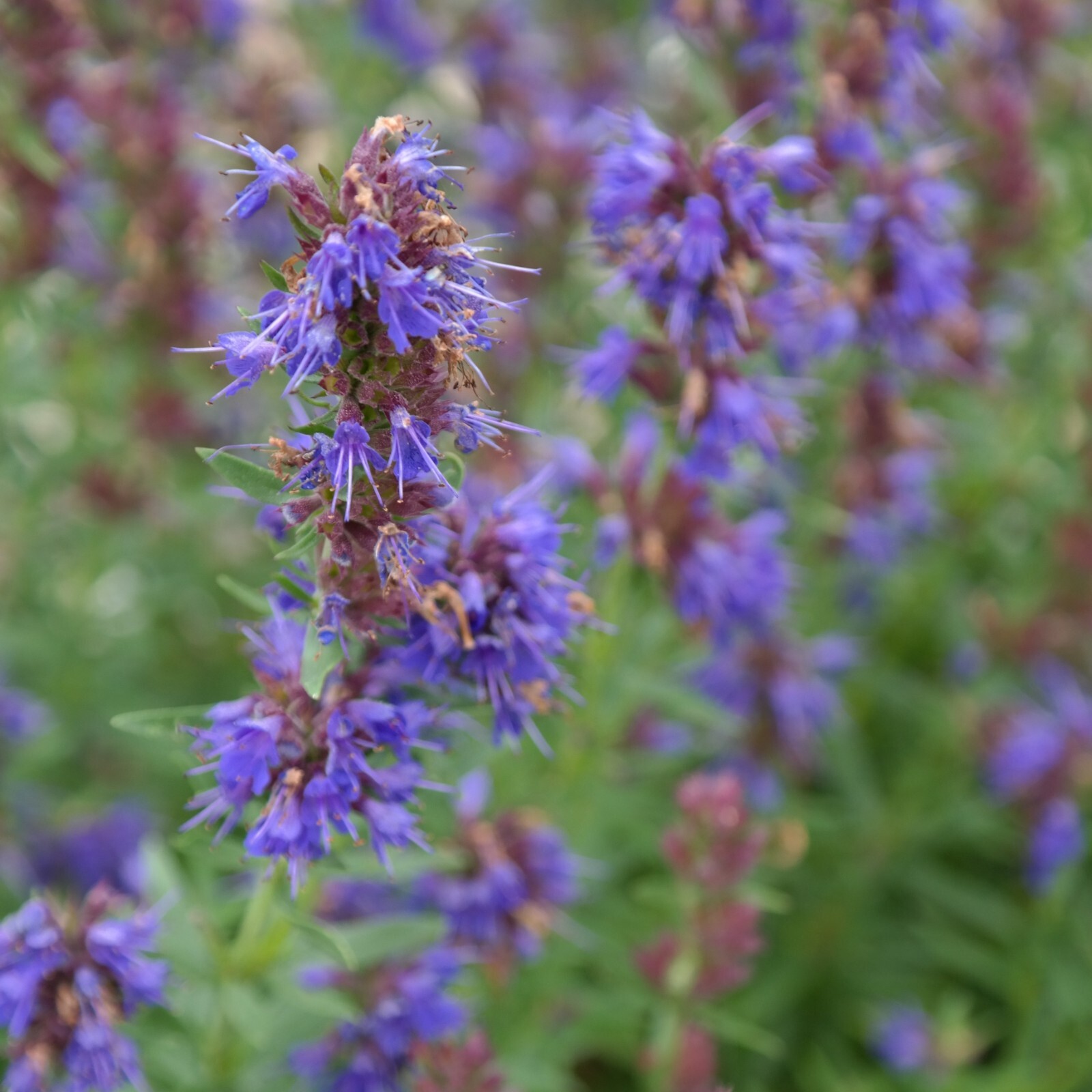 Hyssop Seeds, Traditional Medicinal Herb, Fragrant, Non-GMO, Free Shipping