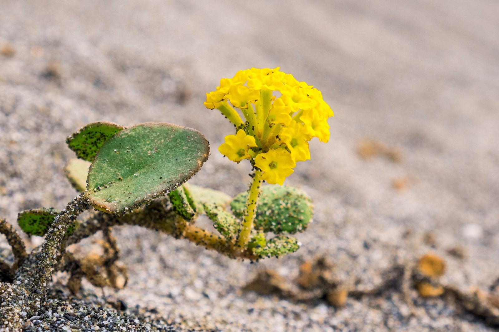 20 YELLOW SAND VERBENA Coastal Abronia Latifolia Arenaria Flower Seeds *Comb S/H