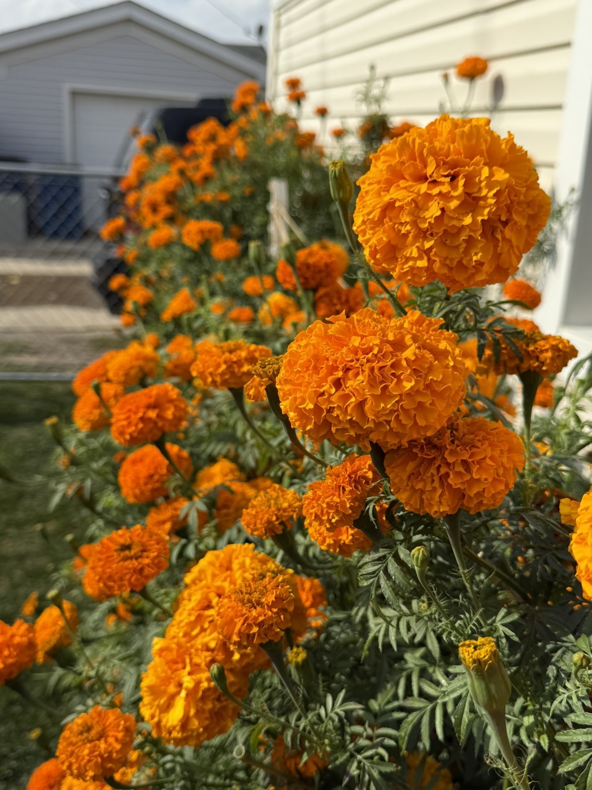 Cempasúchil Mexicano 🇲🇽 -300 Semillas (Mexican Marigold – 300 Seeds)