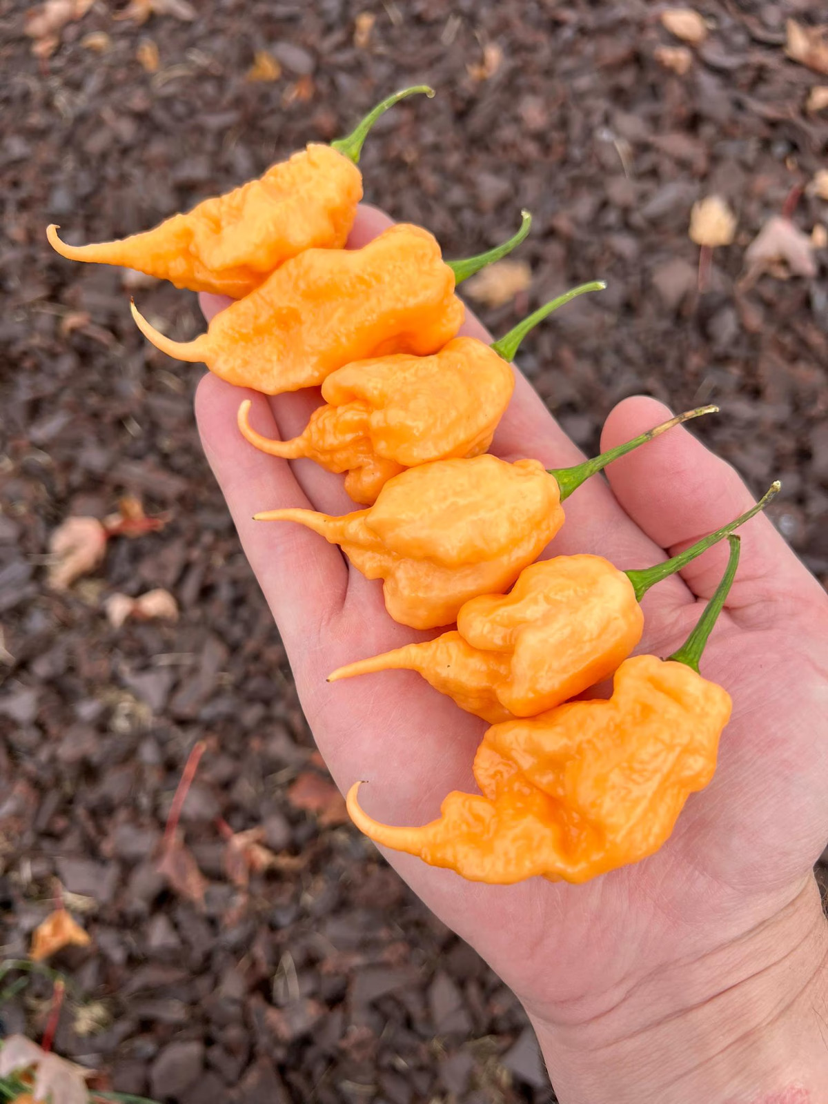 California Reaper Peach Pepper Seeds Pack – Non-GMO Organic Superhot Pepper