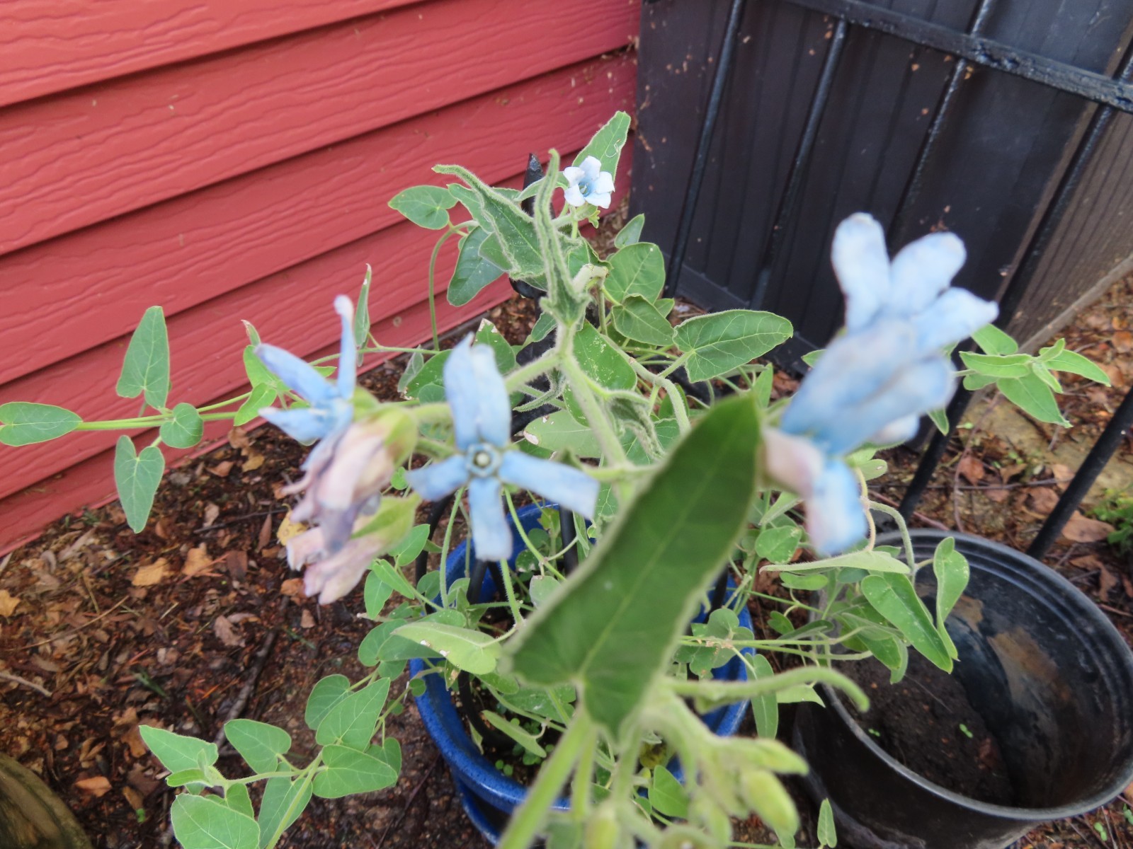 TWEEDIA BLUE MILKWEED Southern Star Caerulea Oxypetalum Flower Vine Seeds (10)