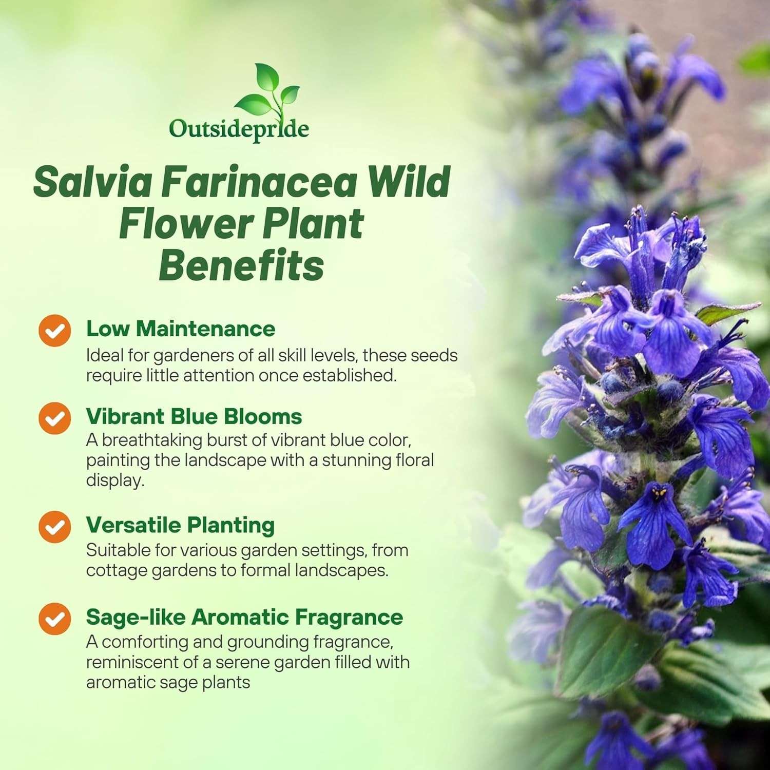 5000 Seeds Salvia Farinacea Drought Tolerant Blue Sage Wildflower Seeds