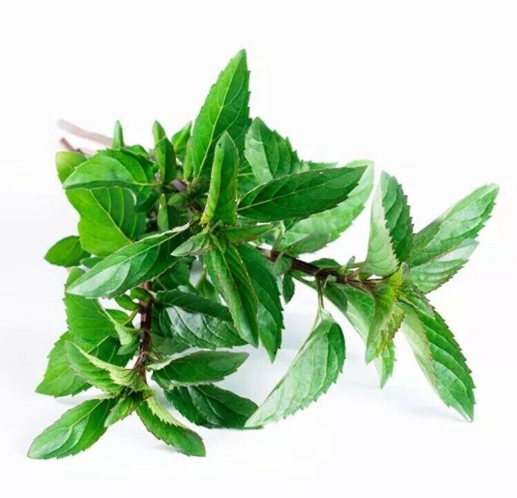Peppermint Seeds 50 Seeds Mentha Piperita Hybrid MINT Aromatic Herb Plants