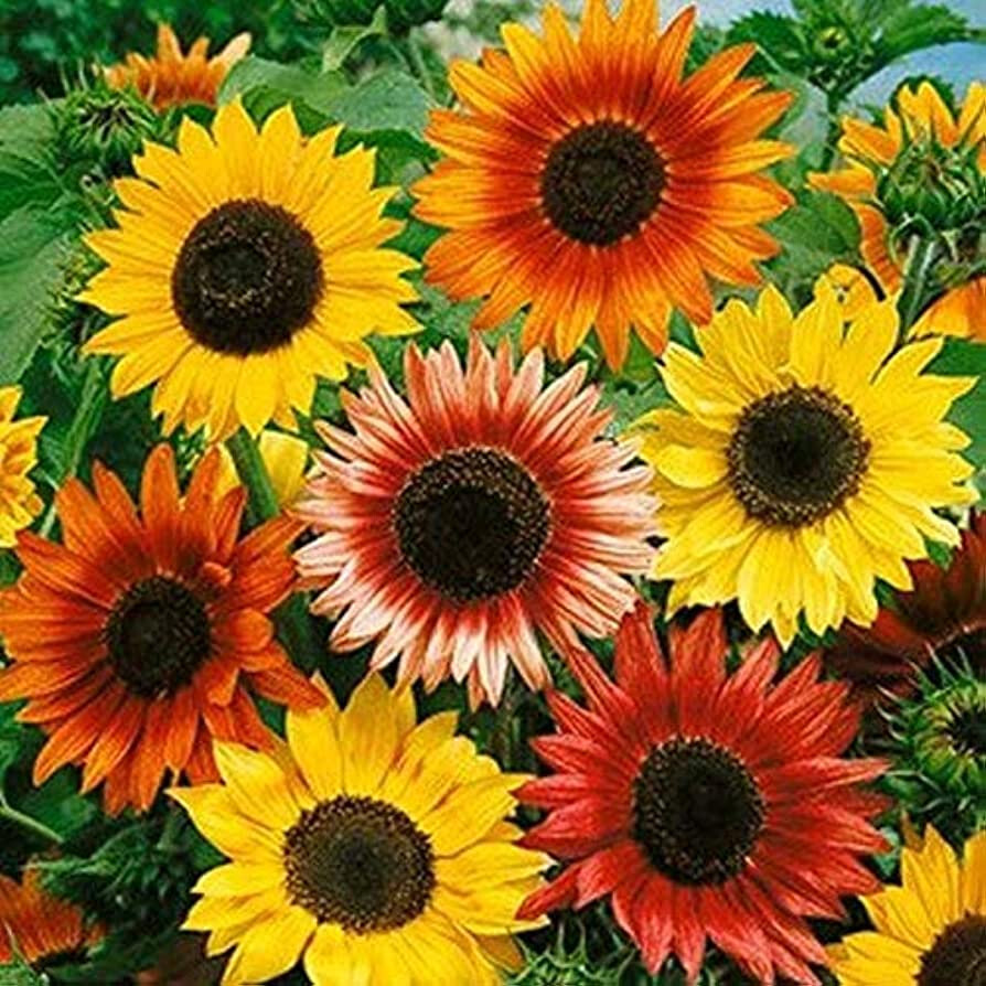 55 SEEDS – Autumn Beauty Mix Sunflower GroCo – BUY ANY 15-SHIPS FREE
