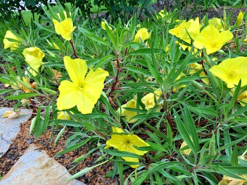 200+Dwarf MISSOURI EVENING PRIMROSE Flower Seeds Drought Groundcover Container