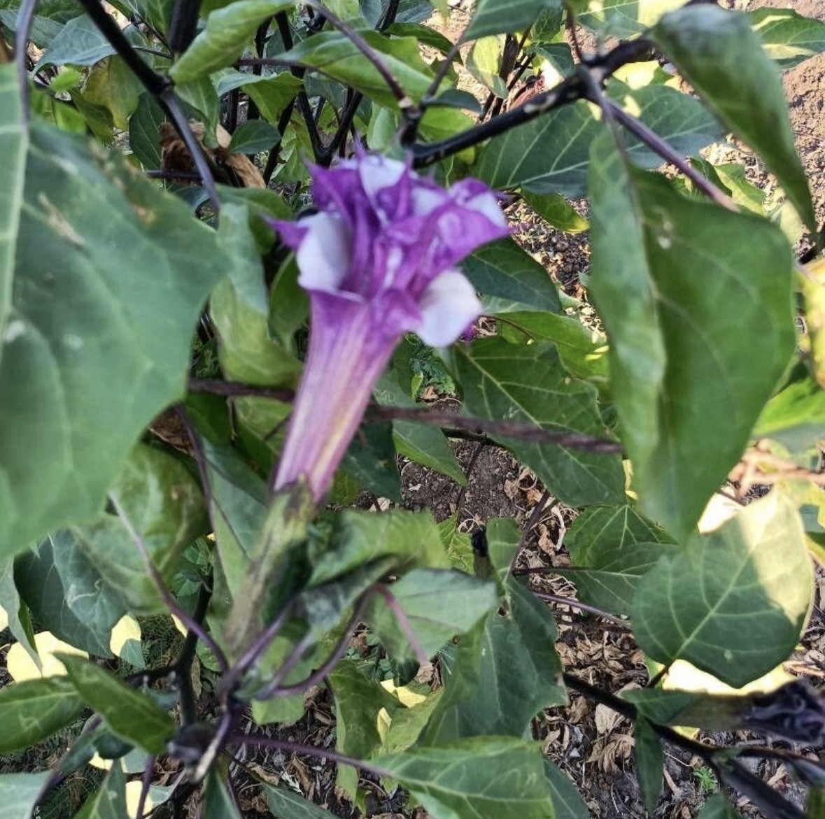 20 Seeds Devil’s Trumpet, Horn of Plenty (Datura metel) Purple Lavender & White