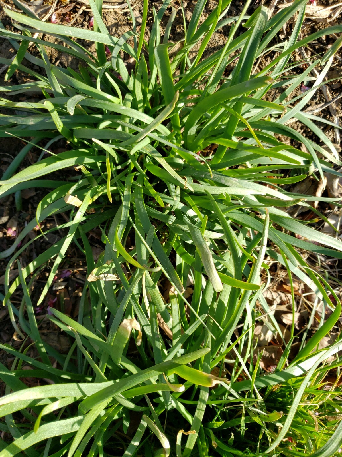 30 Live Garlic Chive Leek Plant Bare Root 韭菜根 Healthy Delicious Vegetable