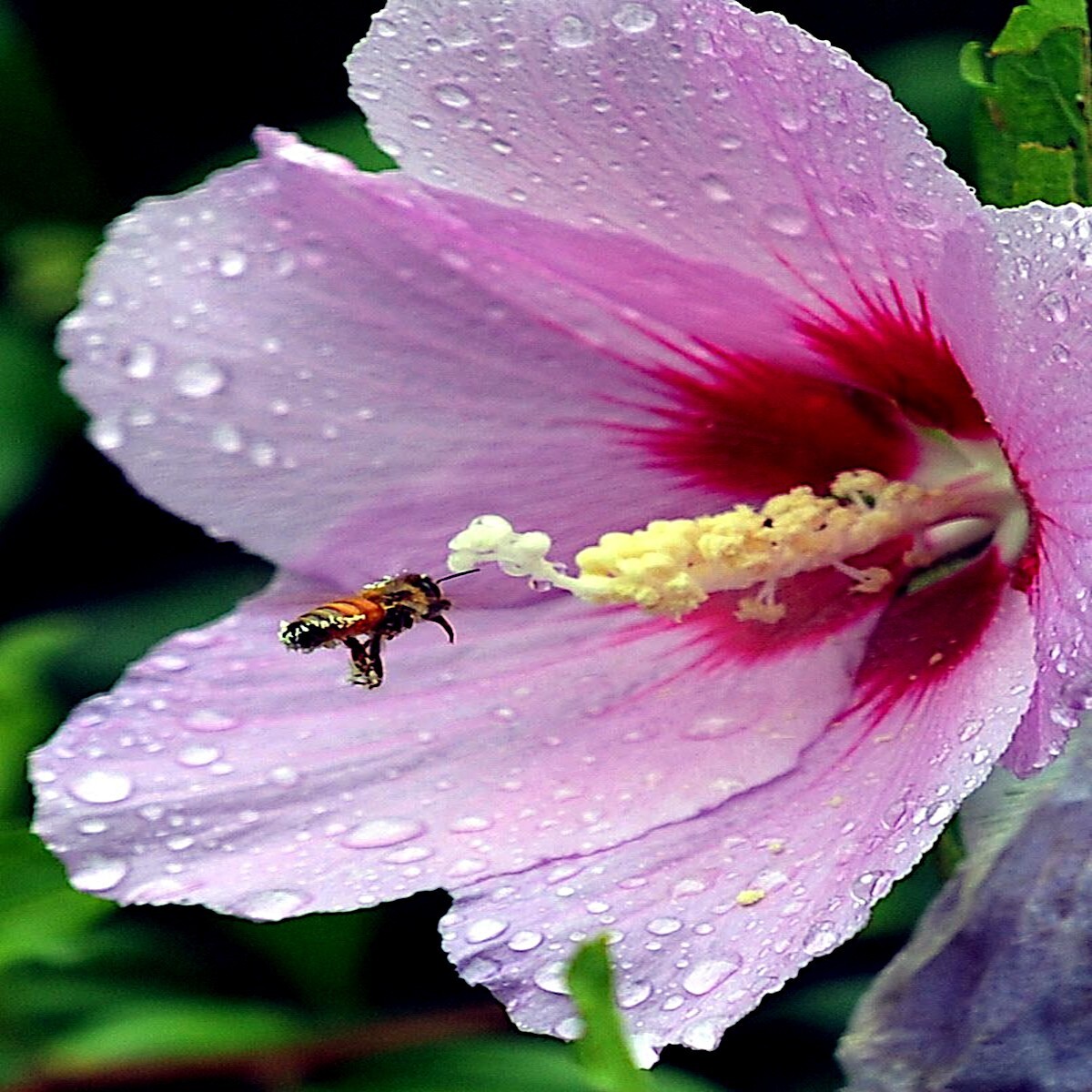20 Pink Swamp Mallow Rose Seeds “LARGE FLOWER” Hardy Hibiscus Fast Garden Plant