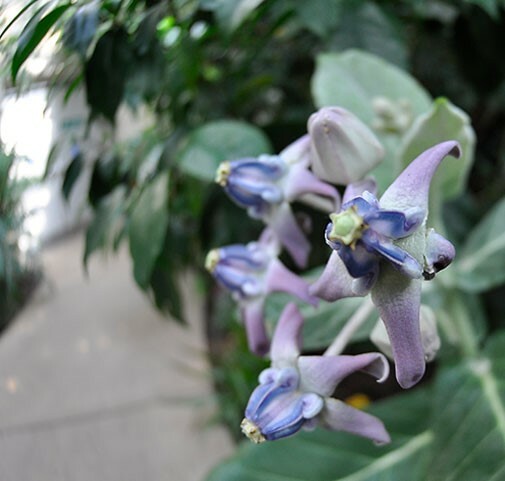 Calotropis gigantea Blue | Giant Milkweed | Crown Flower | 20_Seeds