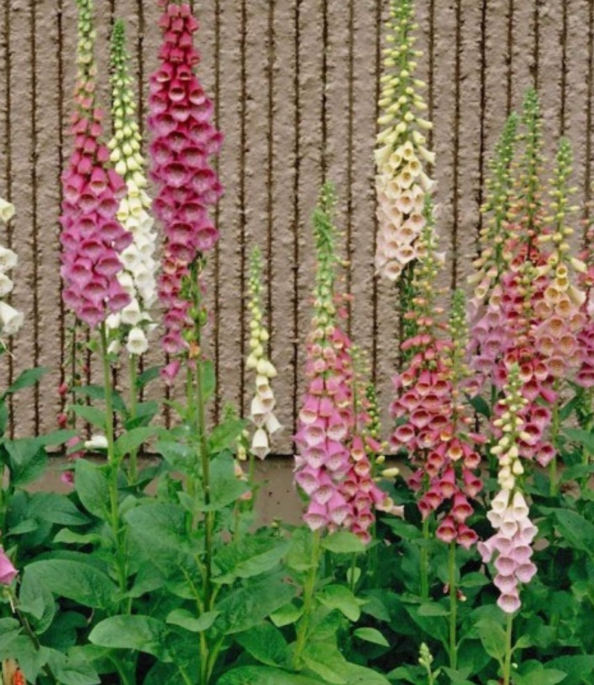1500+ Foxglove Mix Seeds **Fresh Seeds** ~~Free Shipping~~