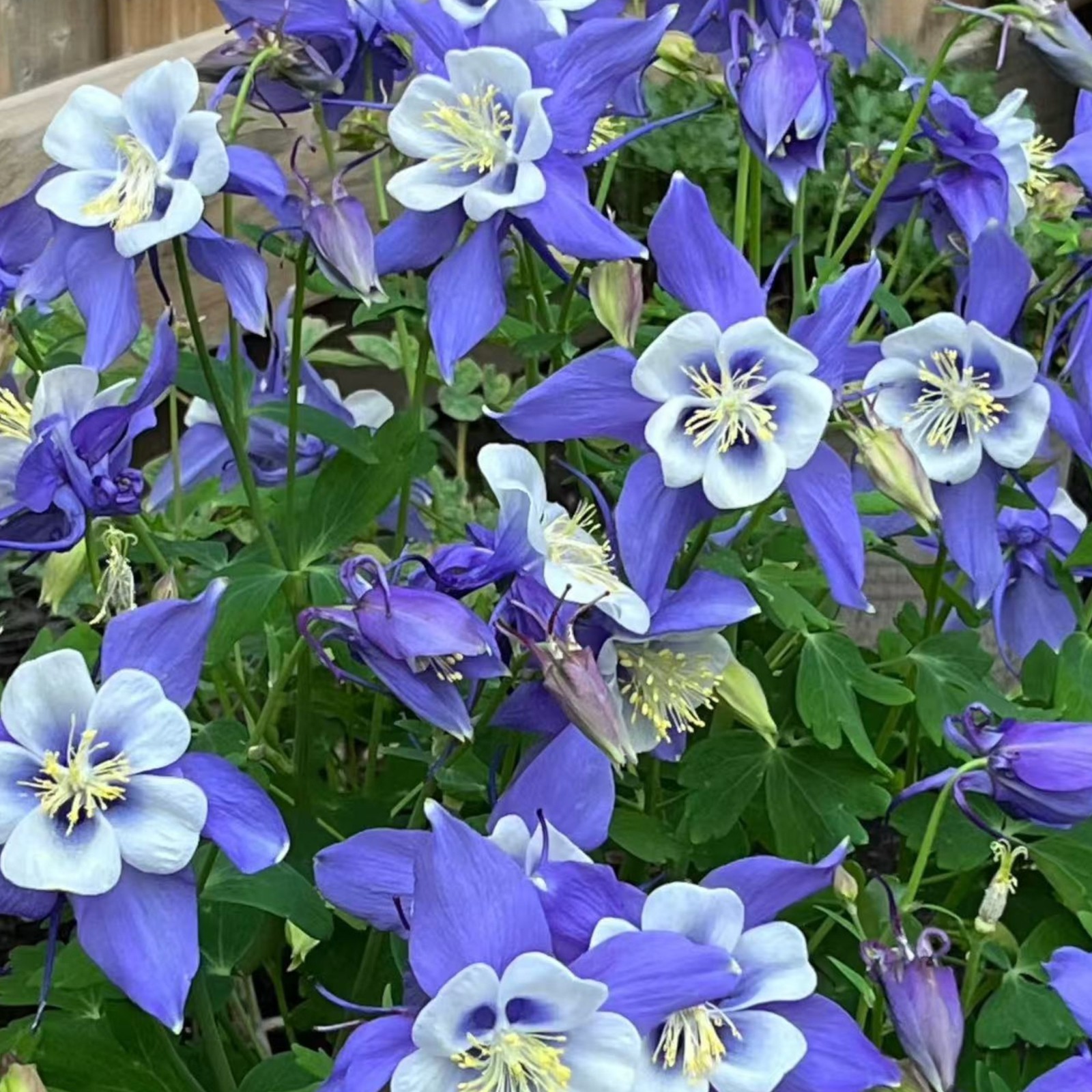 1000 Blue & White Columbine Seeds – Elegant Bi-Color Blooms for Shade Gardens