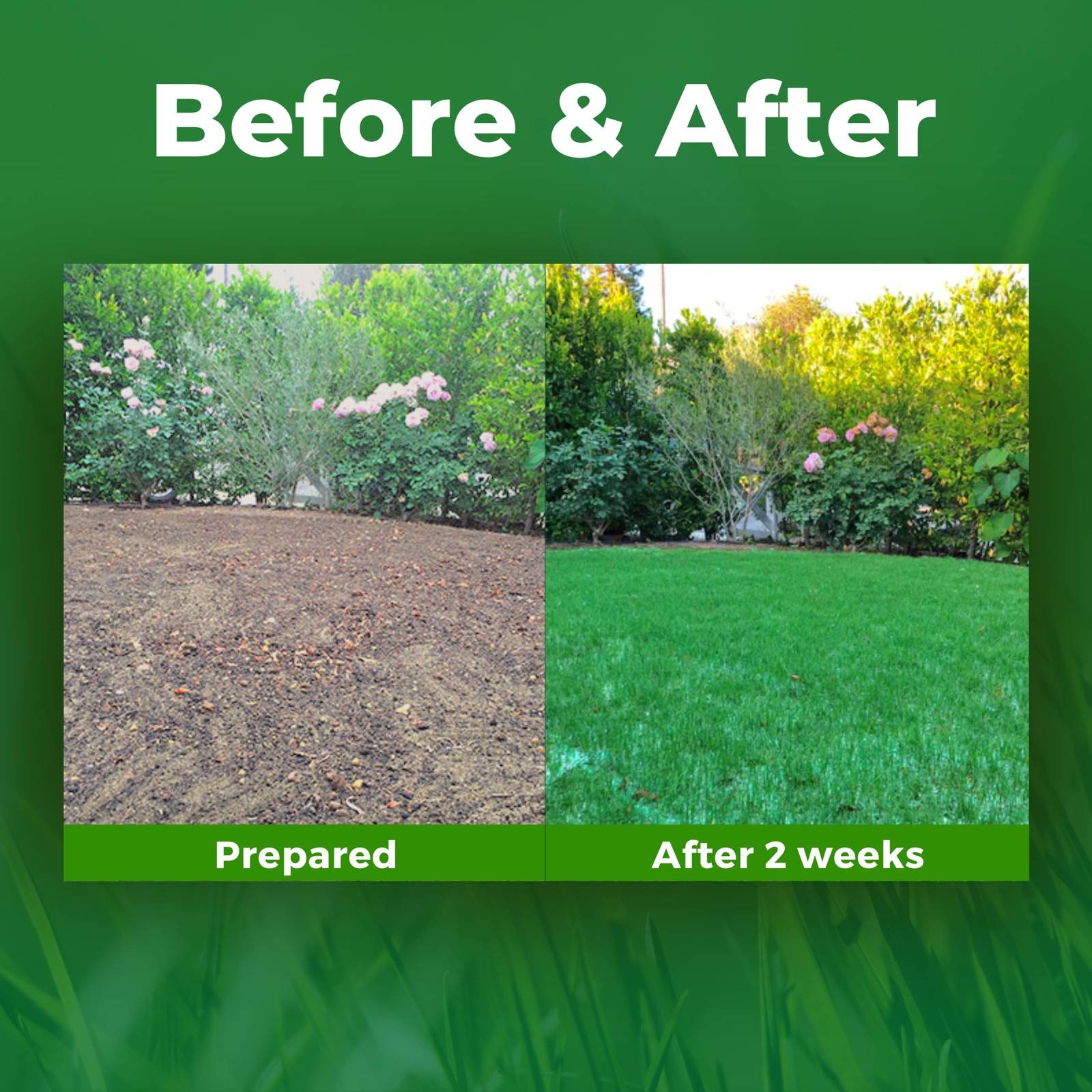 Biodegradable Grass Seed – 100 SQFT Bermuda Rye – Grass Seed and Fertilizer f…