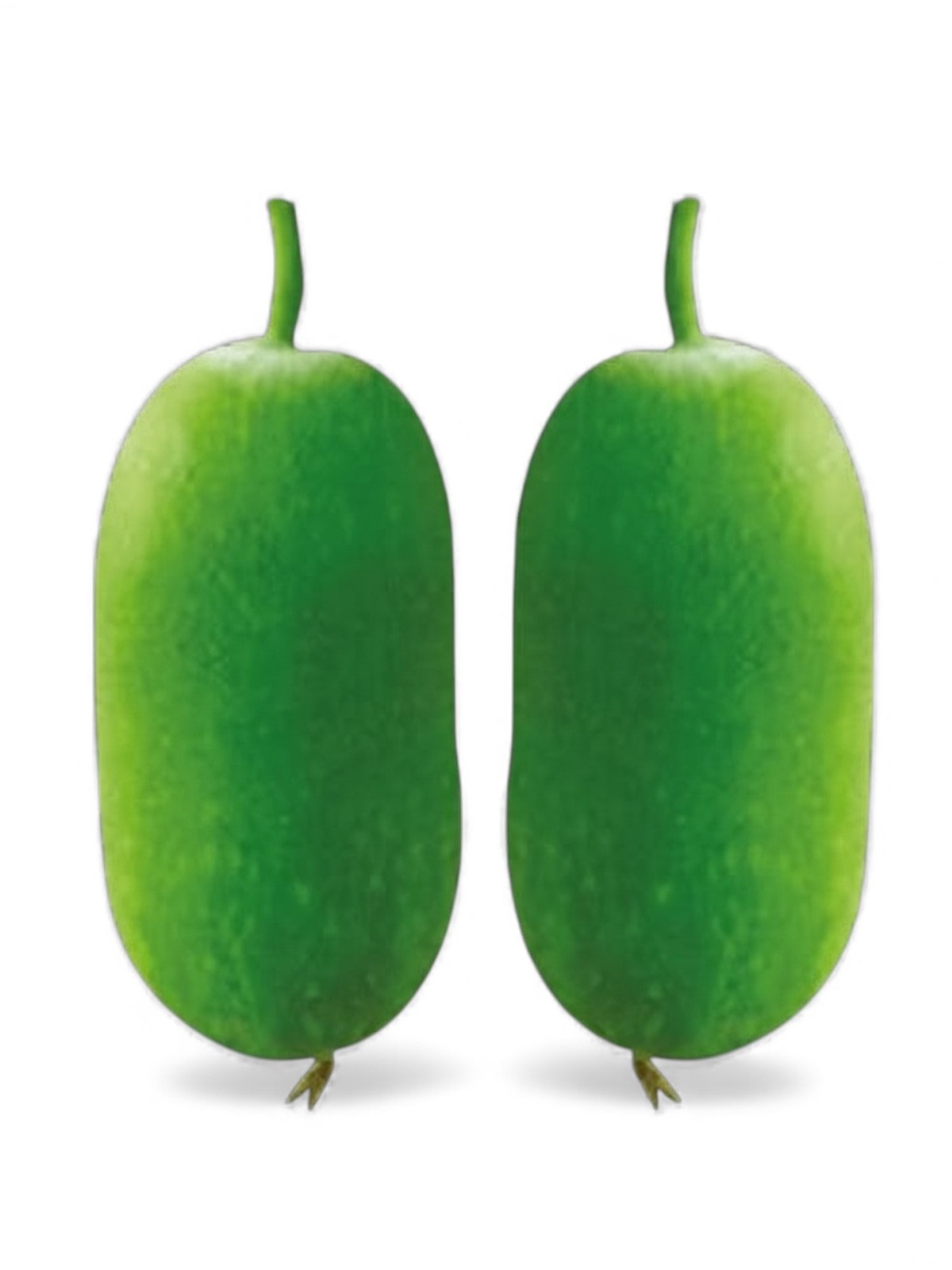 Wax Gourd Seeds – Jali Queen 1 Gram 25+ Seeds