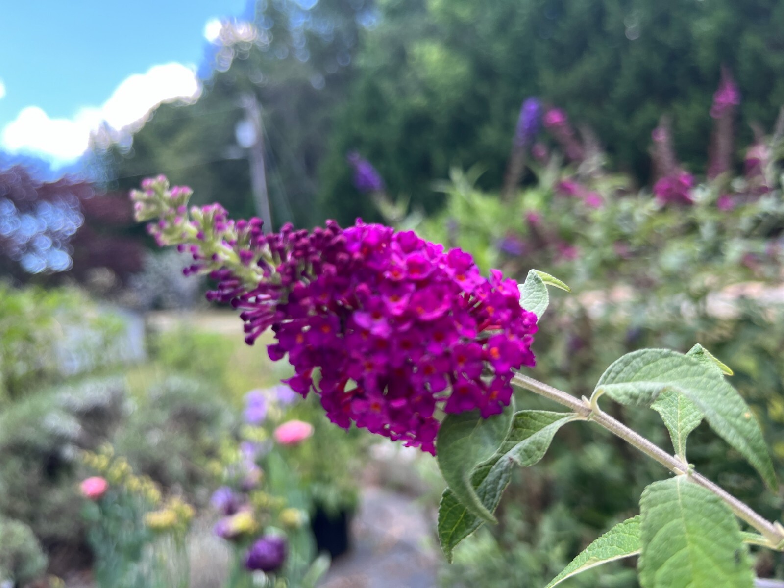 Butterfly Bush / Buzz Live Plant, Long-blooming & Easy to Grow 3-4″ Pot