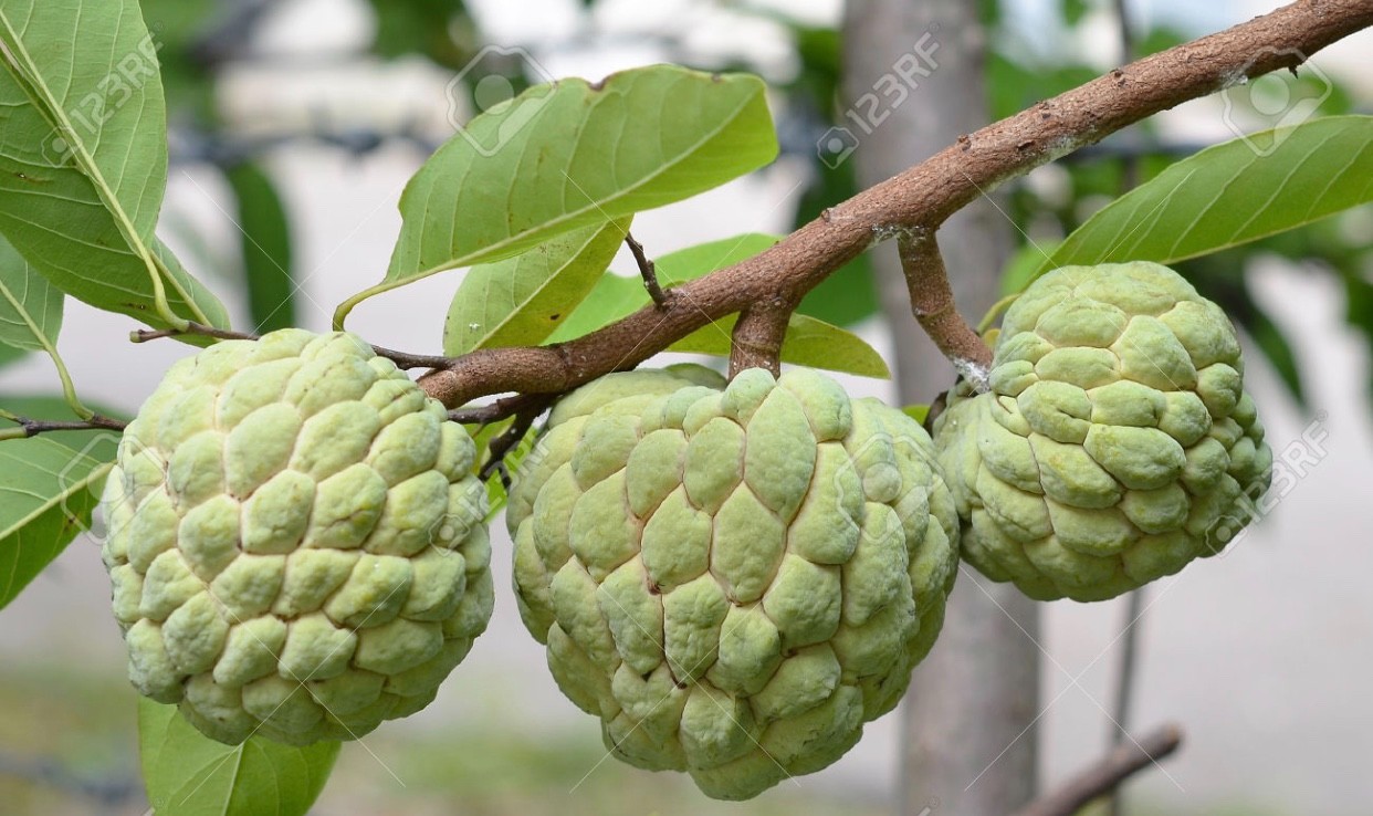 100 Healthy Sugar Apple Seeds Annona Squamosa Awesome Sweet Fruit