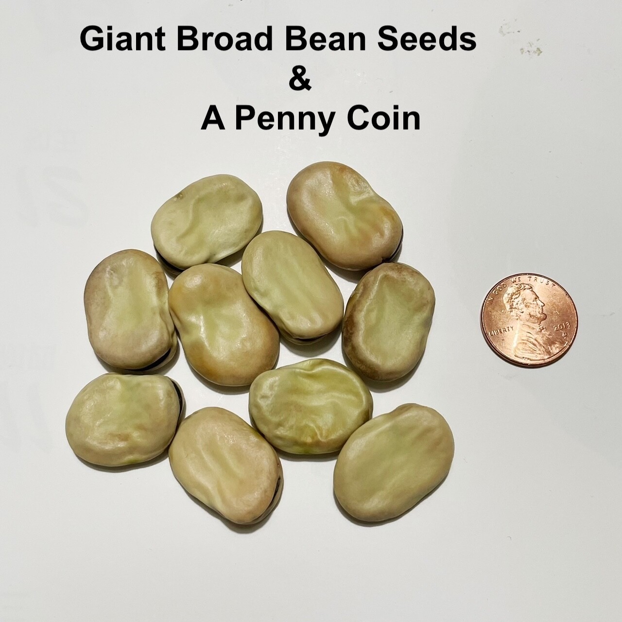 Organic Giant Broad Windsor Fava Bean, Non GMO