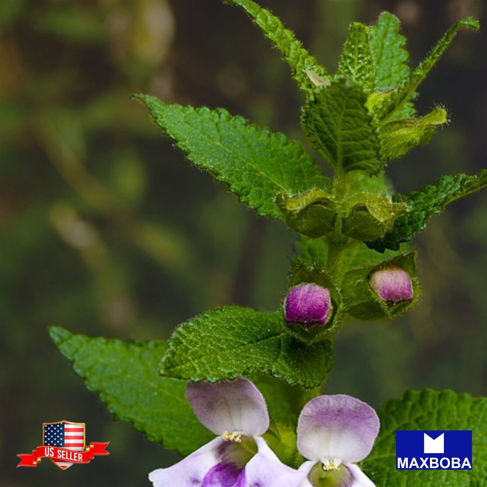 Melissa Lemon Balm500 Seeds Mosquito Repellent Non-GMO Heirloom BOGO 50% OFF
