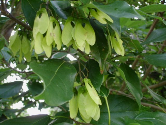 20 CHINESE EVERGREEN MAPLE SEEDS – Acer coriaceifolium