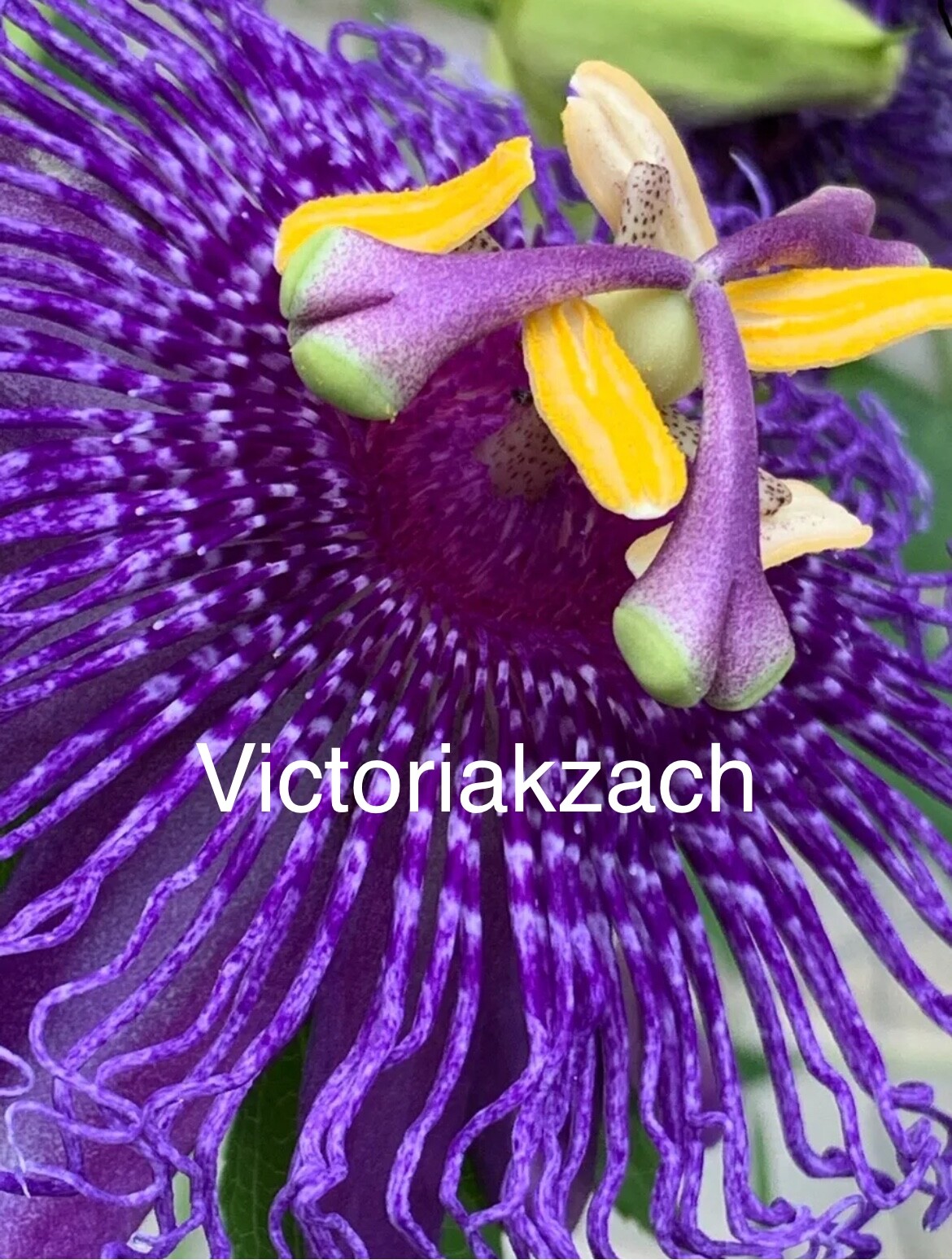Purple Passion Flower Seeds Passiflora Passionfruit Organic TX USA Lilikoi Vine