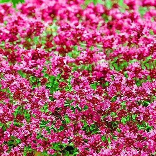 Red Creeping Thyme Seeds 20000+ Non-GMO Ground Cover Easy to Grow