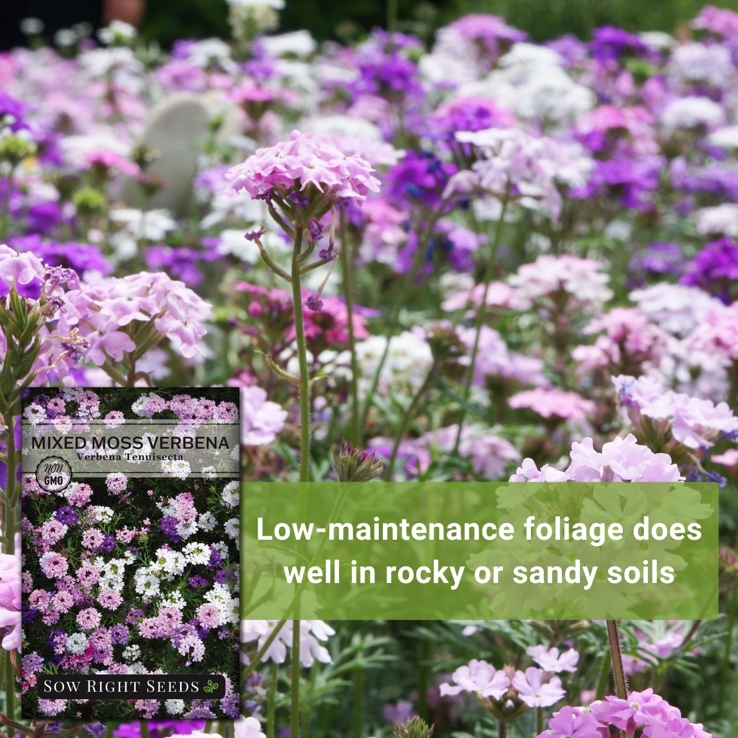 – Mixed Moss Verbena (Verbena tenuisecta) Flower Seeds for Planting – Excelle…